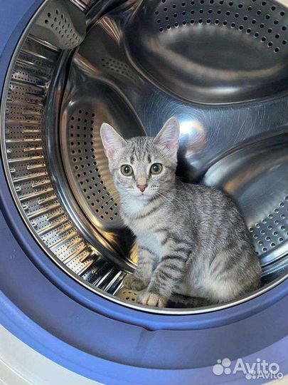 Британские котята