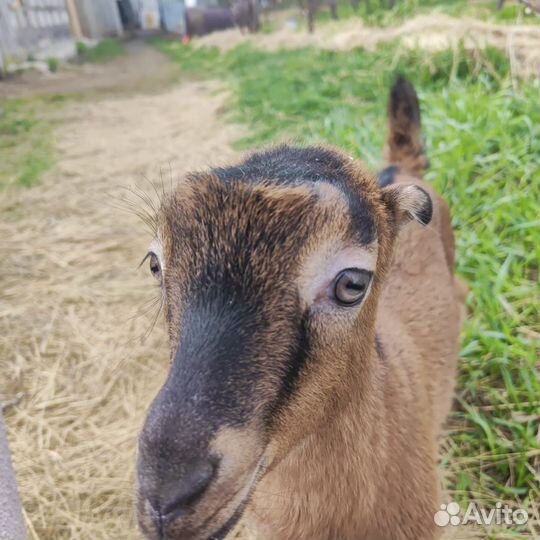 Козлики ламанча