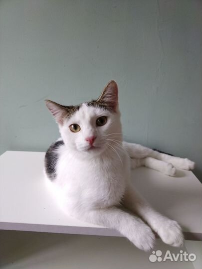 Котик котёнок