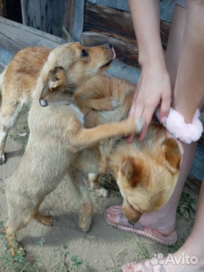 Собака Несси