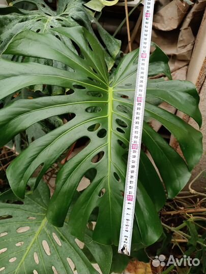 Монстера деликатесная Тауэр