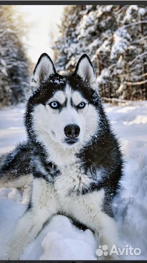 Вязка Хаски