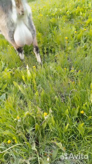 Козы дойные