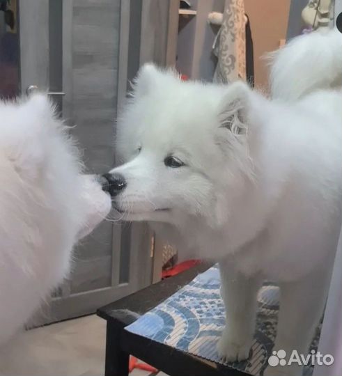 Стрижка, экспресс-линька собак и кошек, груминг