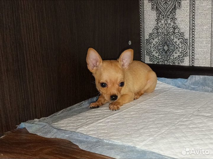 Мини той-терьер щенки