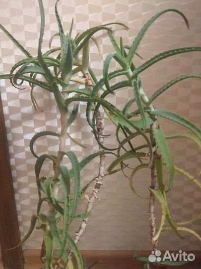 Продаю алоэ (столетник)