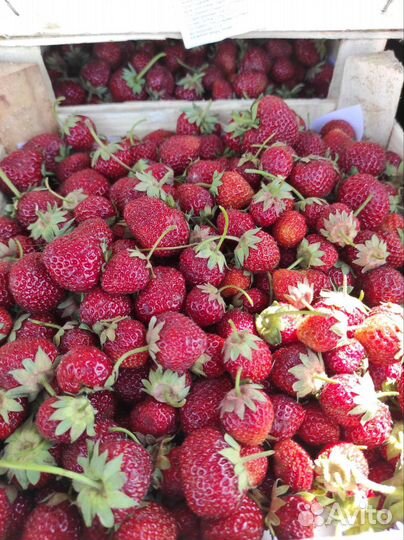 Клубника,малина ягода сКиргизии 10.07