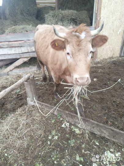 Дойная корова