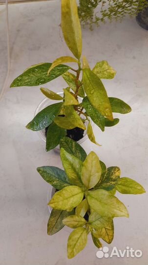 Фикусы разные