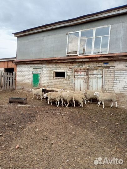 Ягнята баранчики