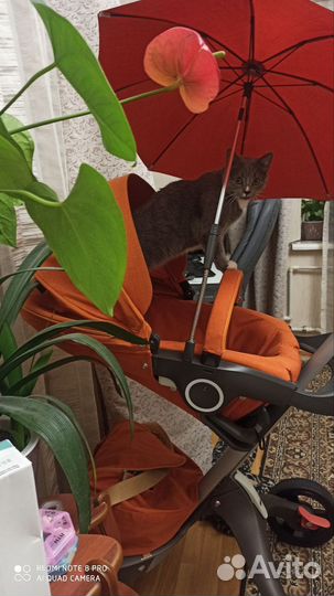 Коляска 2 в 1 stoke Xplory