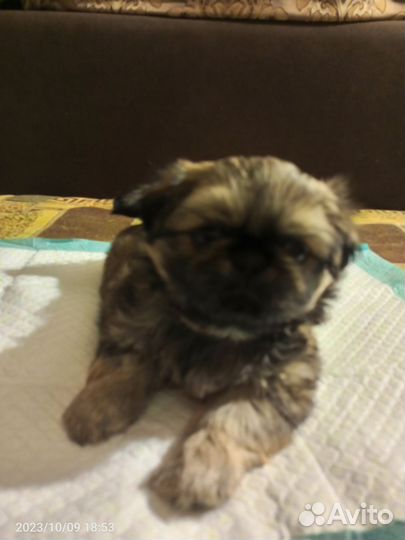 Щенки пекинеса