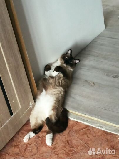 Сиамский кот