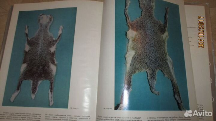 Альбом по бонитировке каракульских ягнят