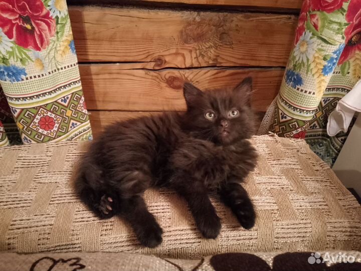 Кошка в дар