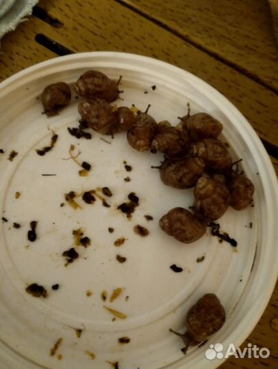 Улитята ахатины