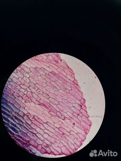 Репетитор по биологии и химии, математике