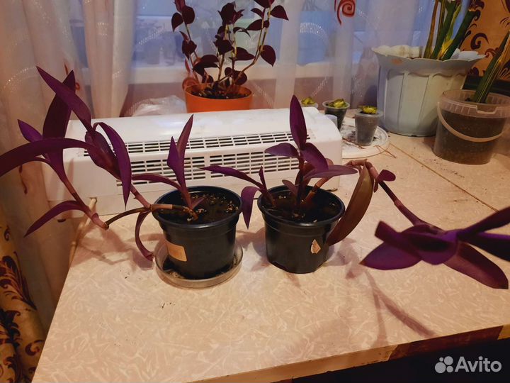 Традесканция фиолетовая