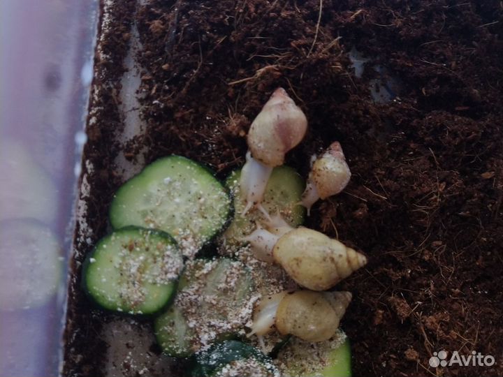 Улитки ахатины