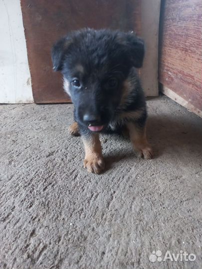 Немецкая овчарка