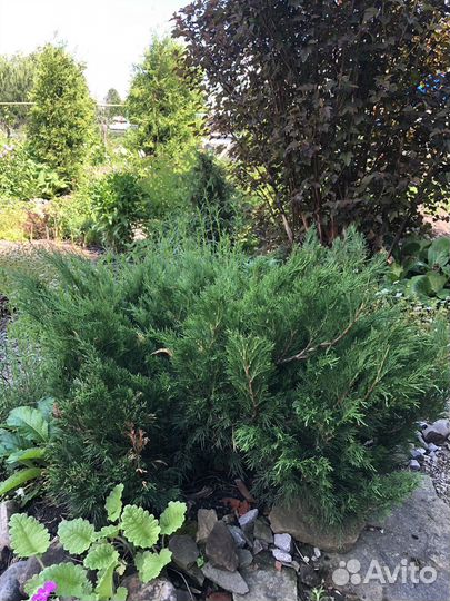 Туи и можжевельники