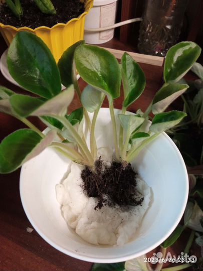 Фиалка (детки)