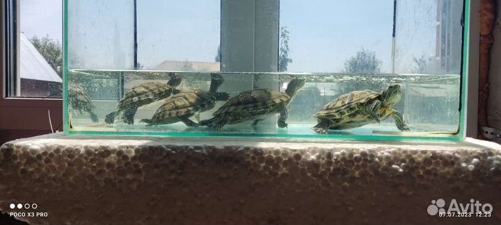 Красноухие черепахи 4 шт в дар