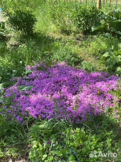 Почвопокровники