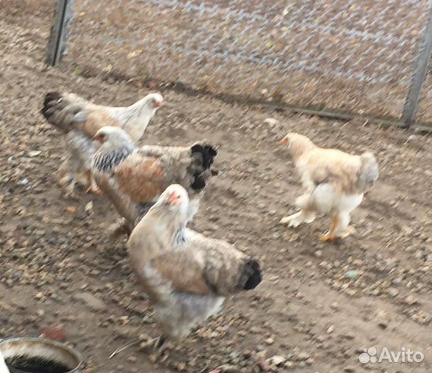 Продам семью курочек Брама
