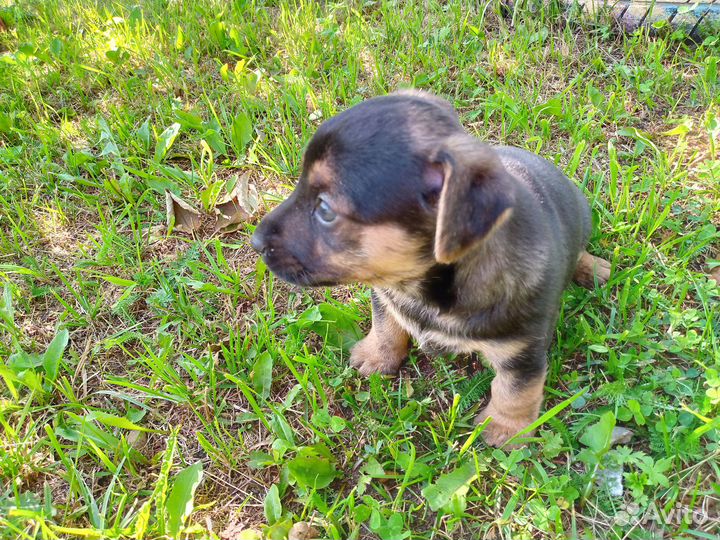 Отдам в добрые руки щеночка