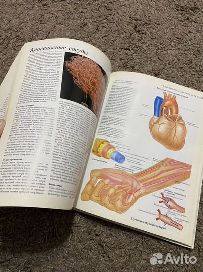 Анатомия