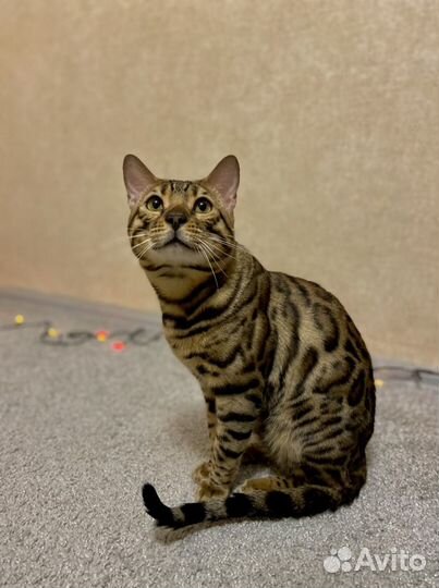 Бенгальский кот вязка