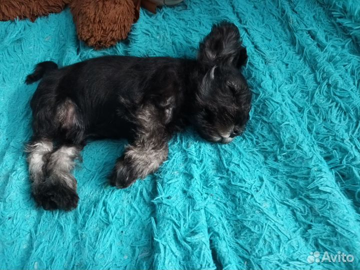 Цвергшнауцер