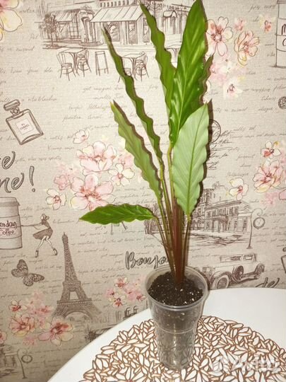 Калатея лубберса, сингониум неон пинк