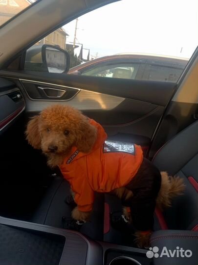 Одежда для собак мелких пород