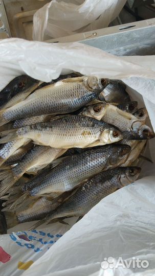 Астраханская вяленая вобла