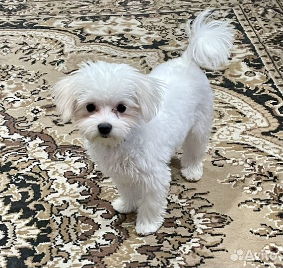 Щенки мальтийской болонки