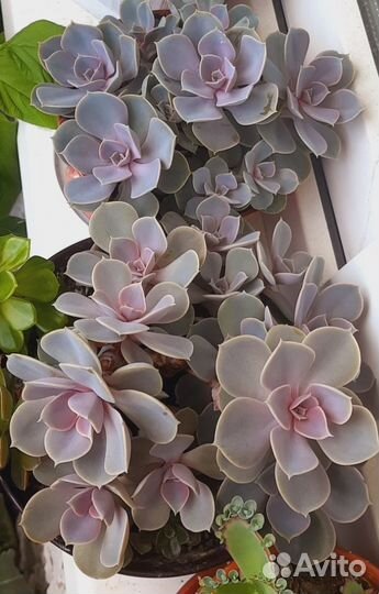 Комнатные цветы (Суккуленты)