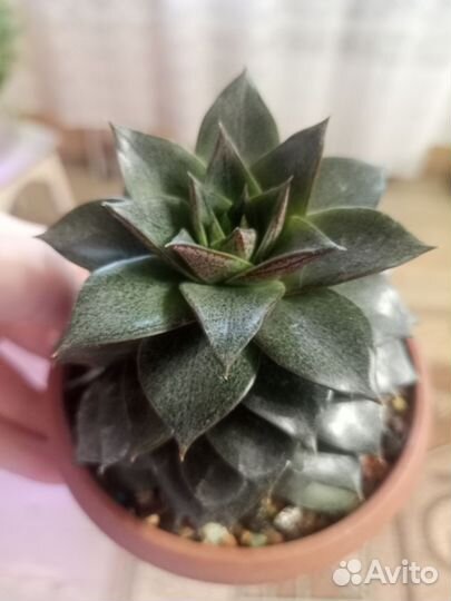 Кактусы и суккуленты