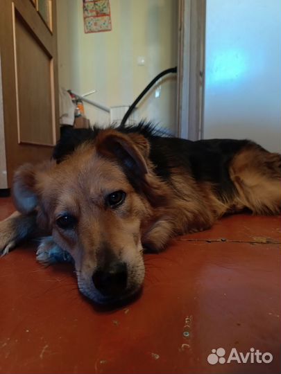 Собака в добрые руки