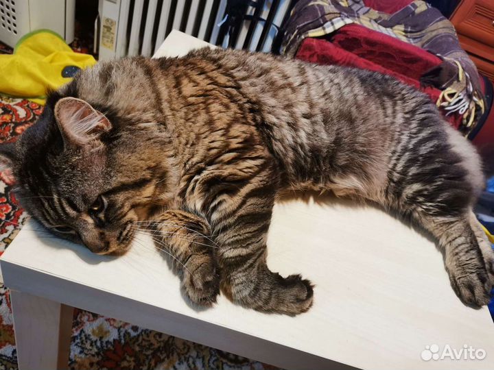 Мейнкун на вязку