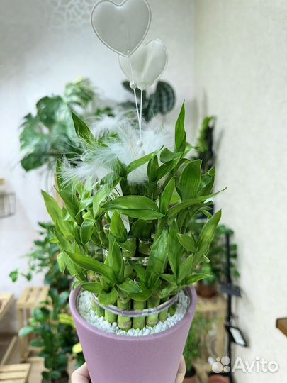 Бамбук Лаки Подарок на 8 марта