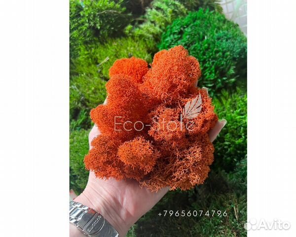 Стабилизированный мох