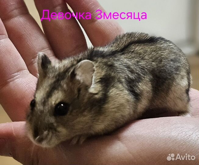 Джунгарский хомяк
