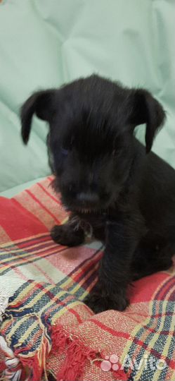 Цвергшнауцер помесь