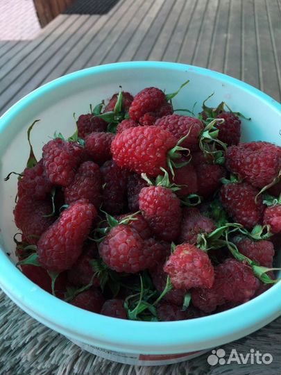 Ремонтантная малина