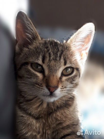 Котенок