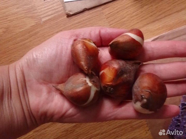 Тюльпан махровый авангард