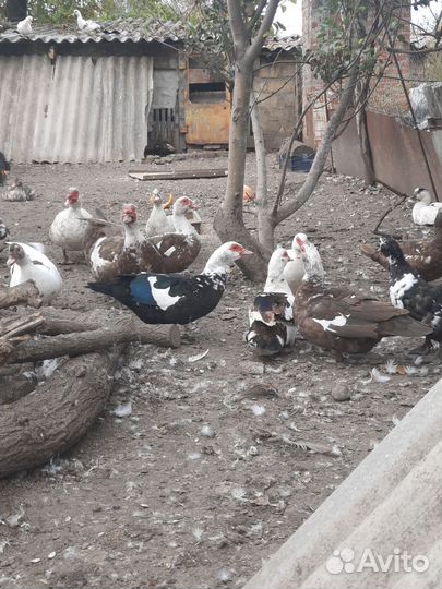 Индоутка домашняя мясо