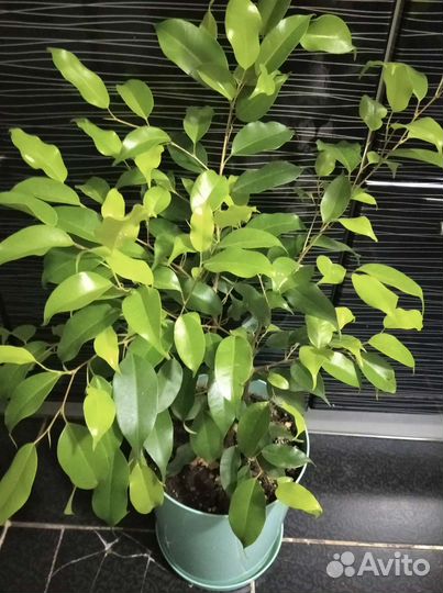 Фикус Бенджамина